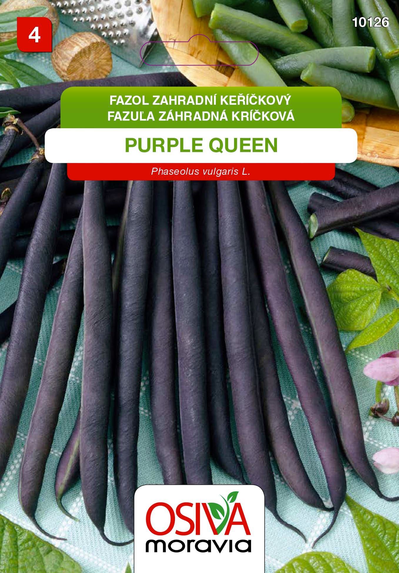 Fazol keříčkový - Purple Queen