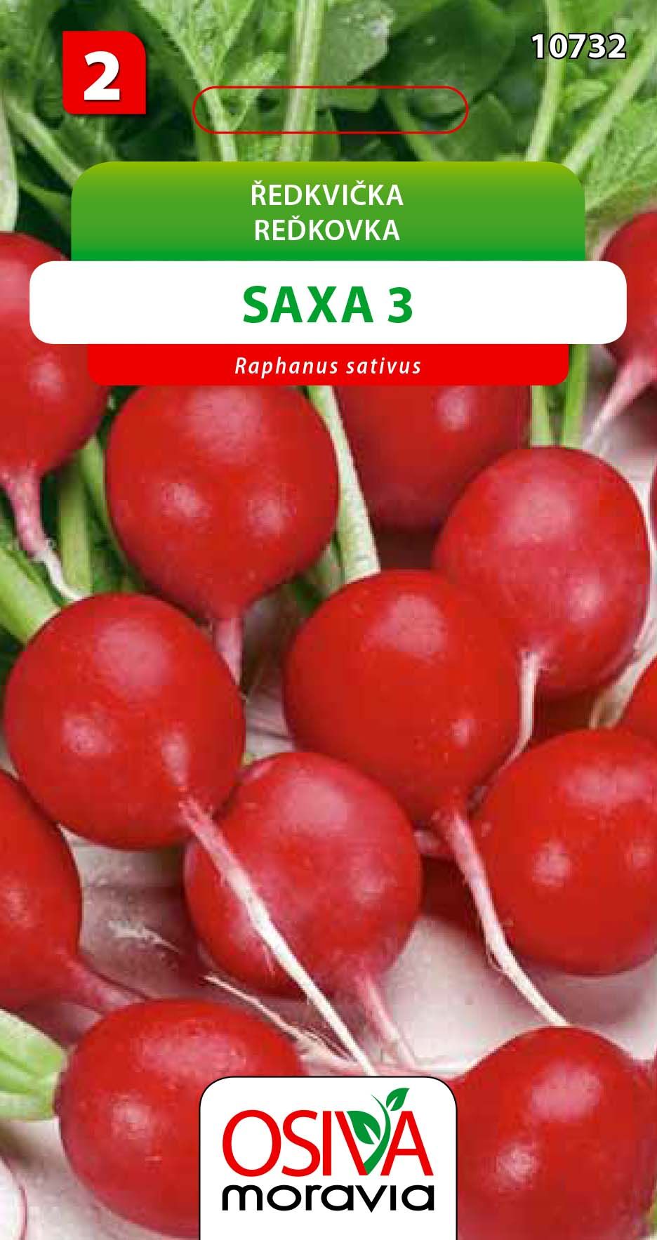 Ředkvička - Saxa 3