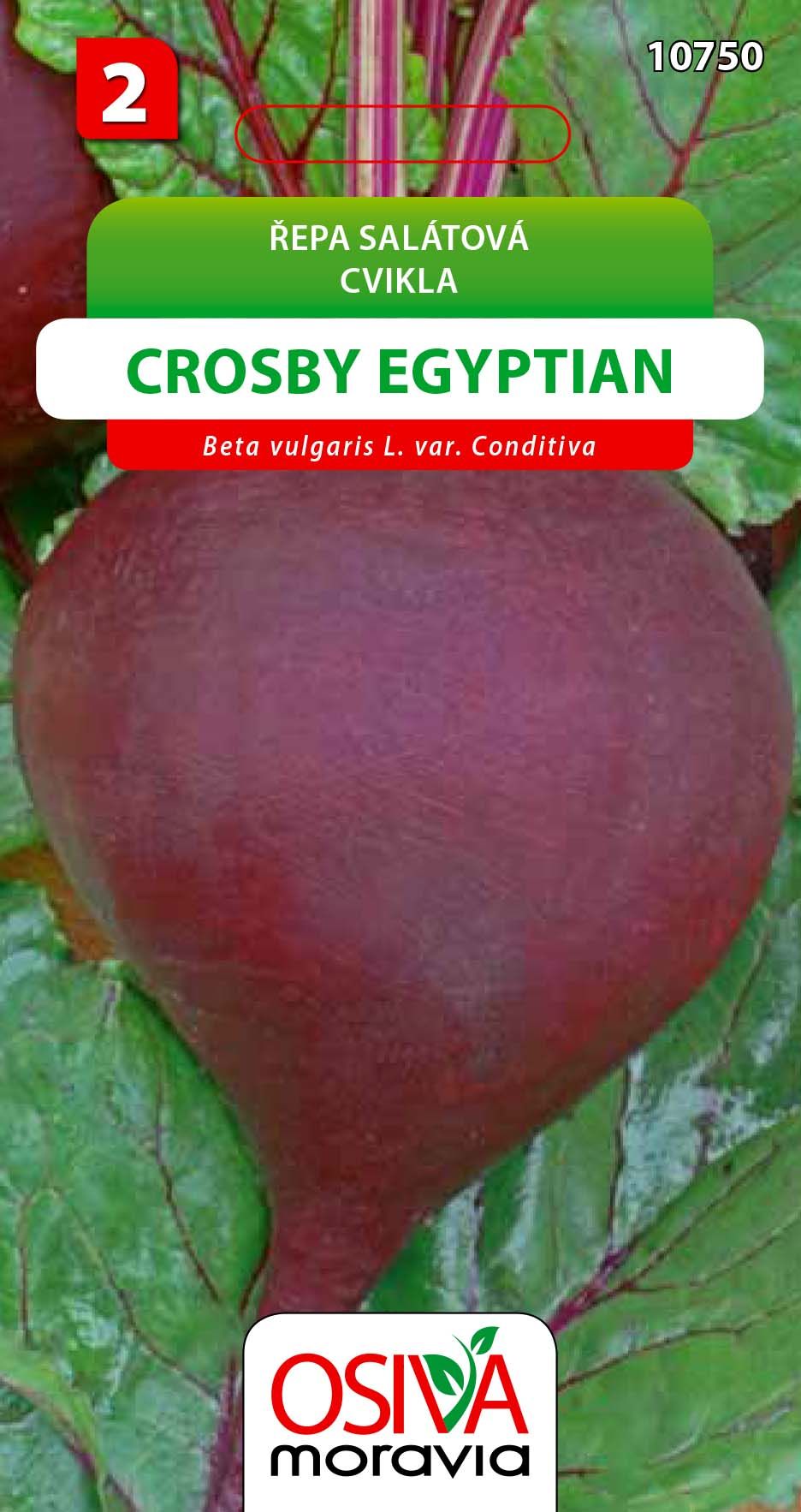 Řepa salátová - Crosby Egyptian