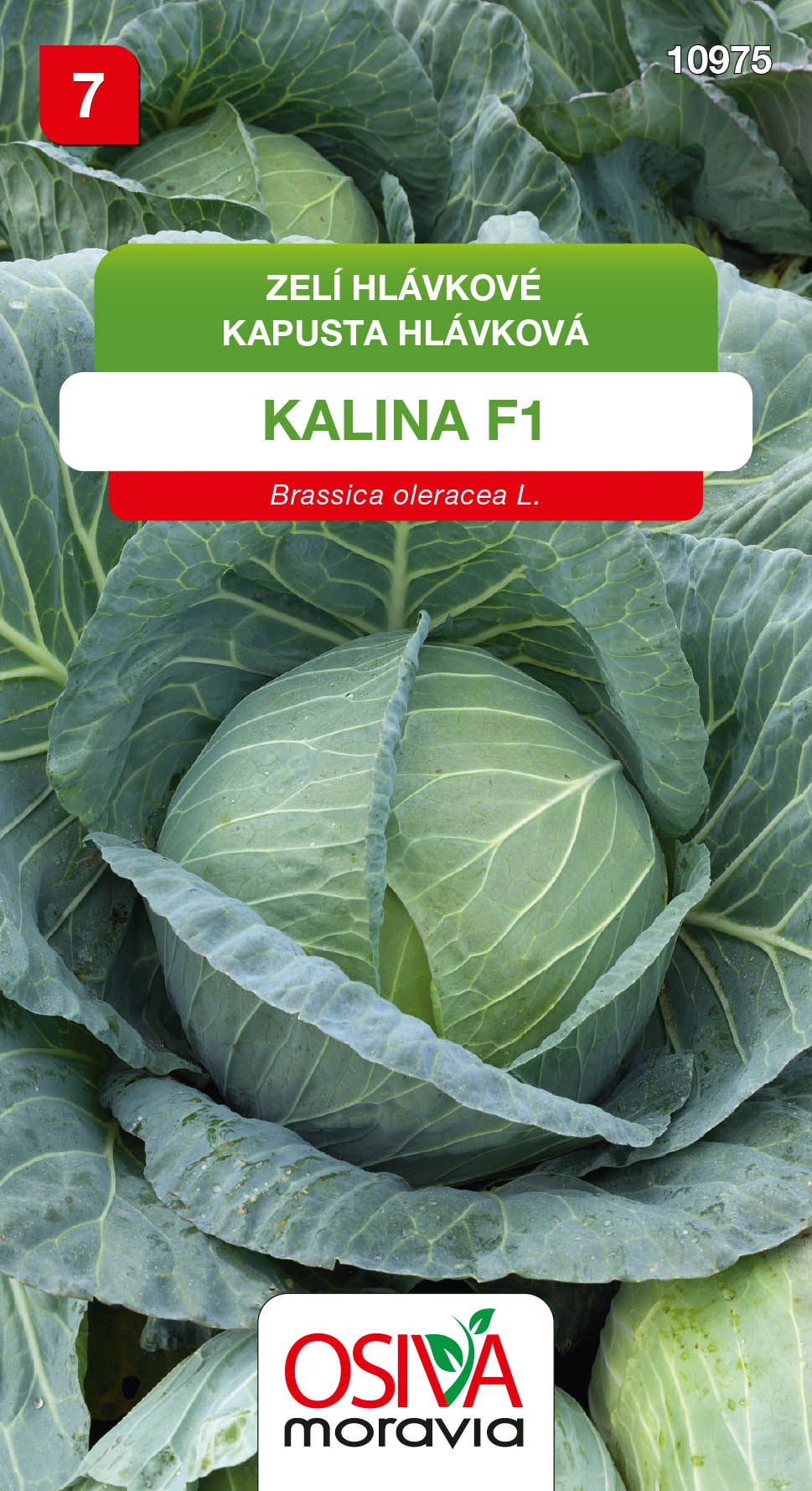 Kapusta - Kalina F1