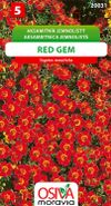 Aksamitník jemnolistý - Red gem