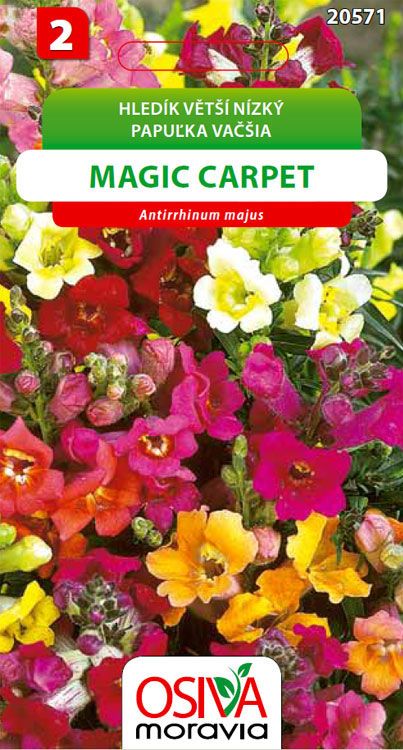 Hledík větší nízký - Magic Carpet