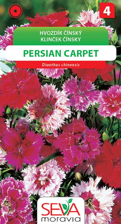 Hvozdík čínský - Persian Carpet