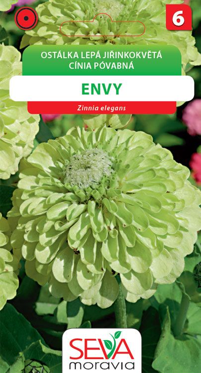 Ostálka jiřinkokvětá - Envy - zelená
