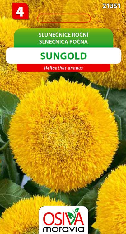 Slunečnice - Sungold - 80 cm