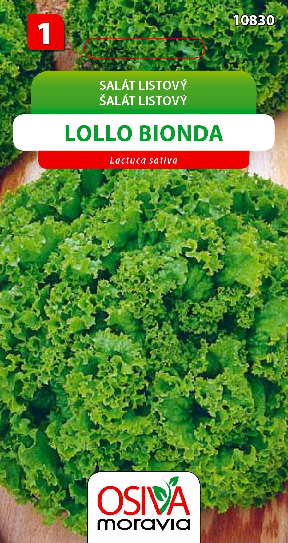 Salát listový - Lollo Bionda | Osej.cz