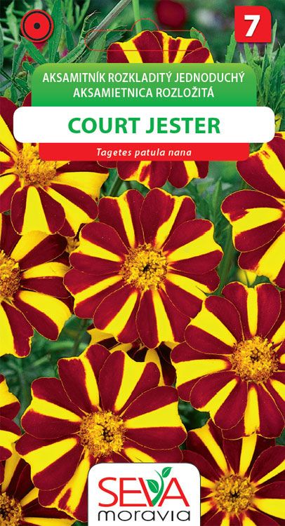 Aksamitn k Rozkladit Court Jester Osej cz