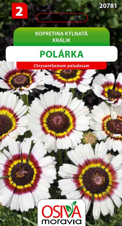 Kopretina K lnat Pol rka Osej cz